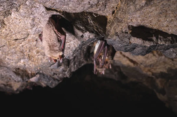 Egy vad három denevér lóg egy álomban egy kőbarlang plafonján. Kis denevérek az Észak-Kaukázusban — Stock Fotó