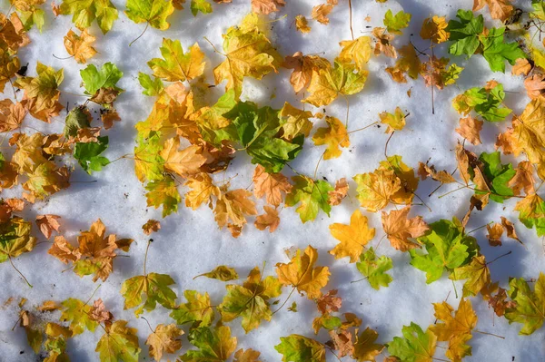 Χειμερινό φθινόπωρο φόντο πάνω όψη των διαφόρων πεσμένων κίτρινα φύλλα σε φρέσκο χιόνι. Glade καλύπτονται με το πρώτο χιόνι σε μια κρύα ημέρα του φθινοπώρου με φύλλα στην κορυφή — Φωτογραφία Αρχείου