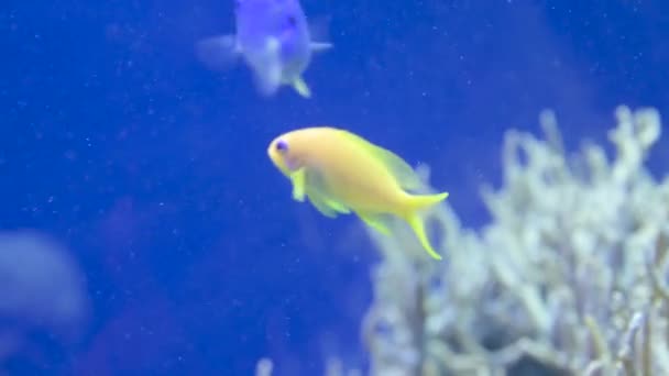 Aquarium de poissons. Beau poisson nageant dans un aquarium dans l'aquarium. Un aquarium coloré rempli de pierres de karalas et d'algues. Récif beau poisson captif — Video
