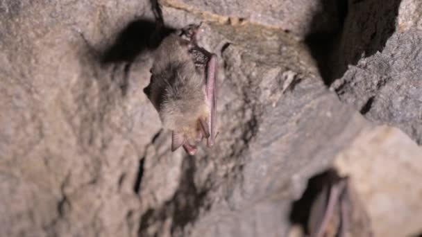 Relevés spéléologiques dans une grotte profonde. Un groupe de petites chauves-souris brunes dorment au plafond de la grotte. Chauves-souris sauvages dans l'environnement naturel 4k — Video