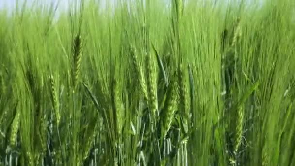 Primo piano Campo di bella segale primaverile e primo piano di grano verde per l'industria verde. erba ondeggia nel vento 4k — Video Stock