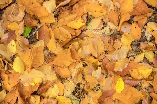 Abstrakt bakgrunn av gule blader av høsteik ligger sammenkrøllet på bakken. Myk fokus på ekte skog. Foliage av habitat – stockfoto