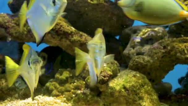 Aquarium de poissons. Beau poisson nageant dans un aquarium dans l'aquarium. Un aquarium coloré rempli de pierres de karalas et d'algues. Récif beau poisson captif — Video