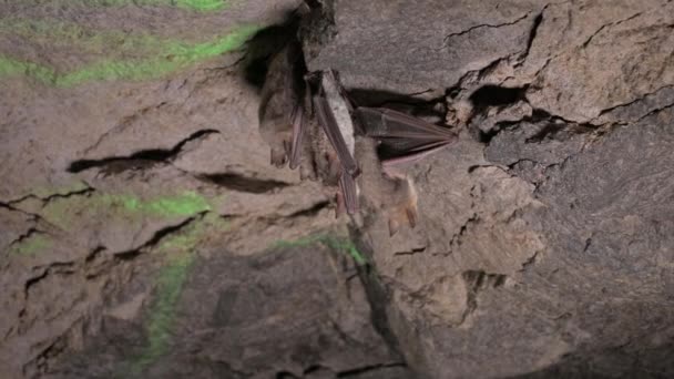 Speleologické průzkumy v hluboké jeskyni. Na stropě jeskyně spí skupina malých hnědých netopýrů. Divocí netopýři v přírodním prostředí 4k