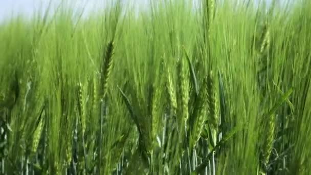 Gros plan Champ de seigle de printemps et de blé vert pour l'industrie verte. balancement de l'herbe dans le vent 4k 