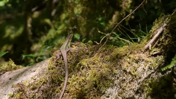 Vilda ödlor badar i solsken på sten med gröna lavar i skogen. Närbild — Stockvideo