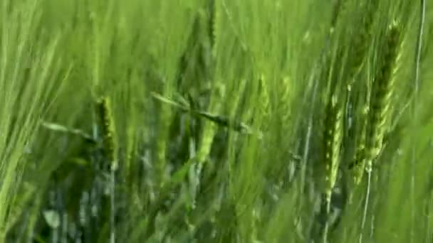 Gros plan Champ de seigle de printemps et de blé vert pour l'industrie verte. balancement de l'herbe dans le vent 4k 