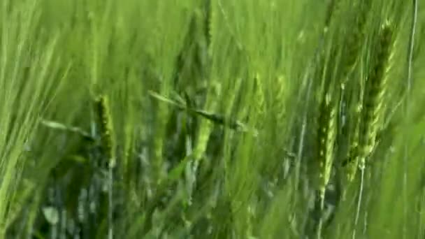 Primo piano Campo di bella segale primaverile e primo piano di grano verde per l'industria verde. erba ondeggia nel vento 4k — Video Stock