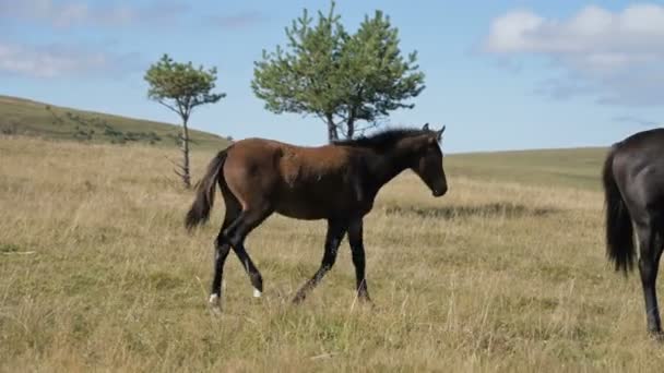 Un caballo potrillo marrón pastando en un prado alpino rodeado. La granja. Cría de caballos — Vídeos de Stock