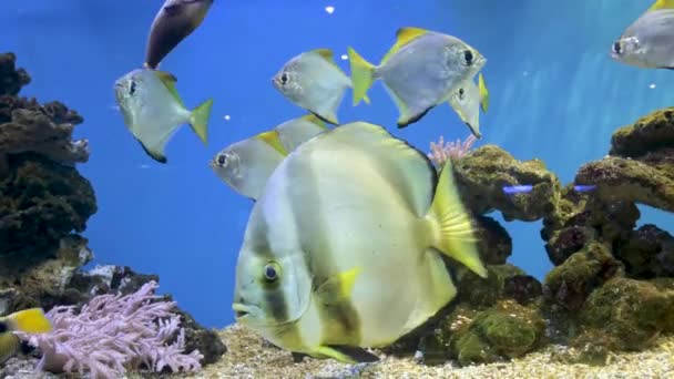 Acquario di pesci. Bellissimi pesci che nuotano in un acquario nell'acquario. Un acquario colorato pieno di pietre di karala e alghe. Barriera corallina bel pesce prigioniero — Video Stock