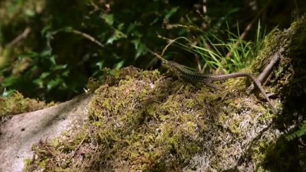 Lagarto selvagem se aquece de sol sobre pedra com líquen verde na floresta. Close-up — Vídeo de Stock