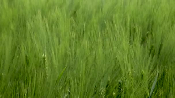 Primo piano Campo di bella segale primaverile e primo piano di grano verde per l'industria verde. erba ondeggia nel vento 4k — Video Stock