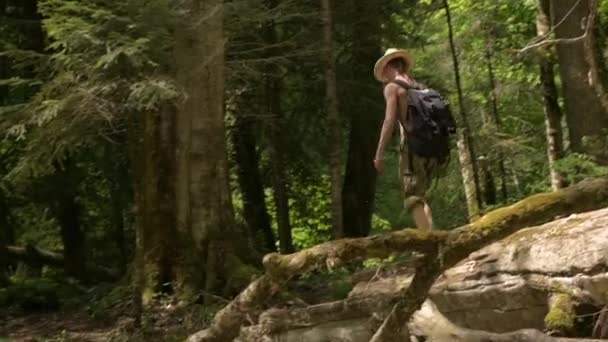 Mann läuft über Fluss an umgestürztem Baum im Wald entlang. sonniger Sommertag. Pfanne — Stockvideo