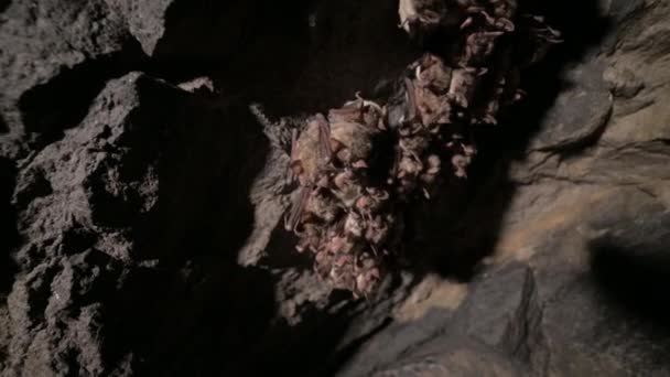 Badania speleologiczne w głębokiej jaskini. Grupa małych brązowych nietoperzy śpi na suficie jaskini. Dzikie nietoperze w środowisku naturalnym 4k — Wideo stockowe