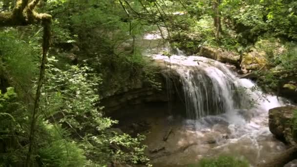 Mountain forest fast river with clear water flows down. Close-up, sunny day — Stock Video