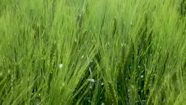 Detailní záběr Pole krásného jarního žita a zelené pšenice detailní záběr pro zelený průmysl. tráva se houpe ve větru 4k — Stock video
