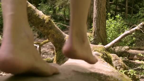 Ormandaki devrilmiş ağaç boyunca nehri yürüyerek geçen adam. Güneşli bir yaz günü. Pan — Stok video