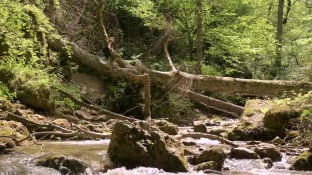 Man går över floden längs fallna träd i skogen. Solig sommardag. Pan — Stockvideo