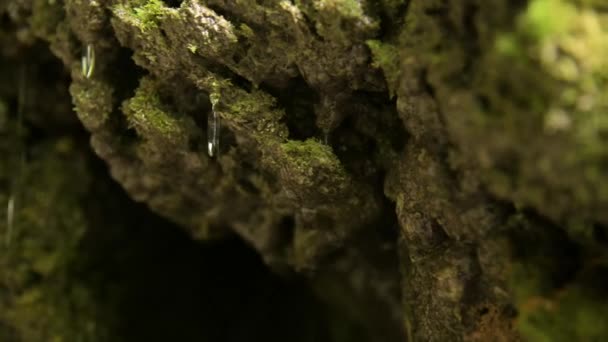 Gotas de agua goteando de piedras con musgo en la grieta. Primer plano, enfoque suave — Vídeos de Stock