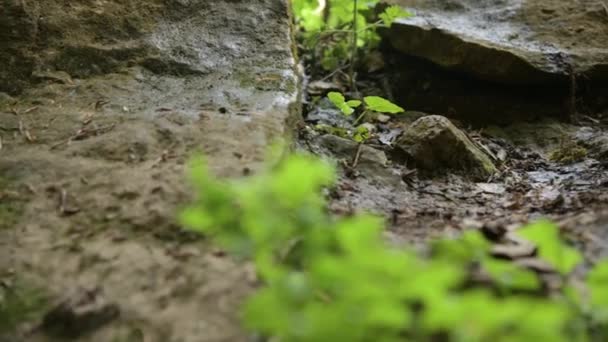 Detailní záběr na mužské nohy. Důvěrně kráčí po kamenité lesní cestě. — Stock video