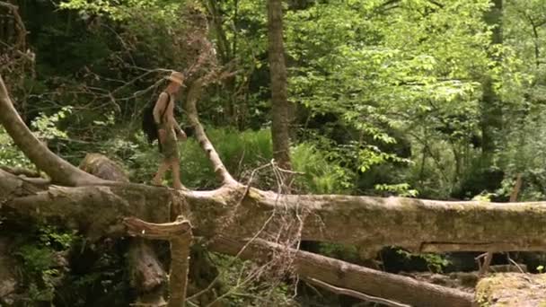 Ormandaki devrilmiş ağaç boyunca nehri yürüyerek geçen adam. Güneşli bir yaz günü. Pan — Stok video