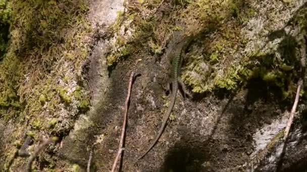 Η άγρια σαύρα λιάζεται στη λιακάδα πάνω σε πέτρα με πράσινη λειχήνα στο δάσος. Κοντινό πλάνο — Αρχείο Βίντεο