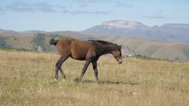 Un caballo potrillo marrón pastando en un prado alpino rodeado. La granja. Cría de caballos — Vídeo de stock