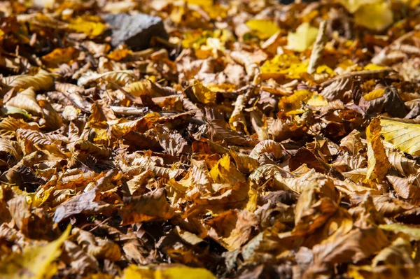 黄色の秋のオークの葉の抽象的な背景は地面に丸まっています。ソフトフォーカス本物の森。生息地 — ストック写真