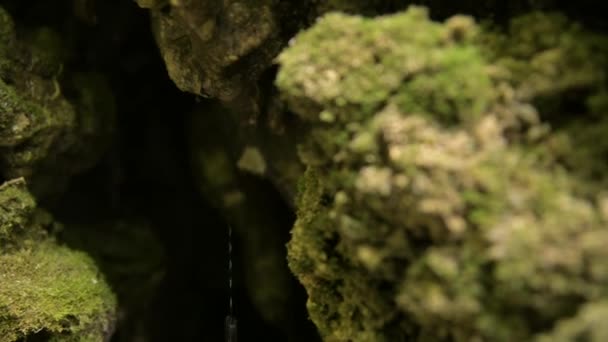 Drops of water dripping from stones with moss in crevice. Closeup, soft focus — 비디오