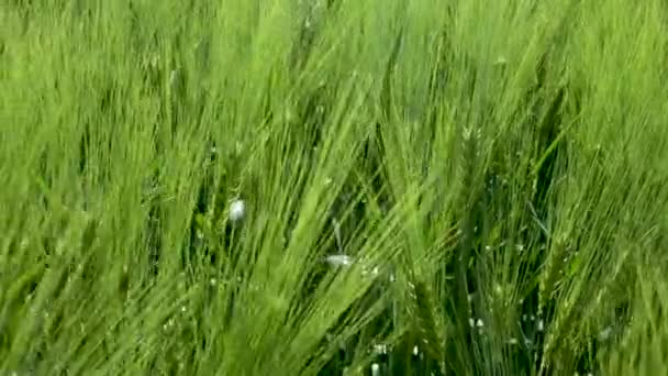 Primer plano Campo de hermoso centeno de primavera y primer plano de trigo verde para la industria verde. hierba se balancea en el viento 4k — Vídeo de stock