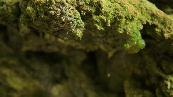Gocce d'acqua gocciolanti da pietre con muschio in fessura. Primo piano, soft focus — Video Stock