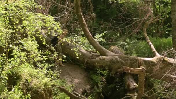 Een man die over de rivier loopt langs een omgevallen boom in het bos. Zonnige zomerdag. Pannen — Stockvideo