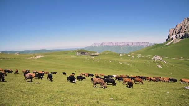 Las vacas pastan en un acantilado verde alpino al pie de la meseta interior en el norte del Cáucaso en un soleado día de verano en el fondo de una meseta rocosa. El concepto de ganadería y pastoreo en ganado natural — Vídeos de Stock