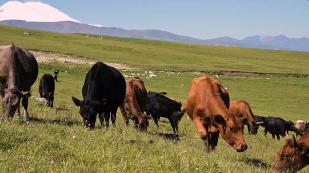 Mucche nere e marroni pascolano su una scogliera verde alpina in una giornata estiva soleggiata contro un cielo azzurro e limpido. Il concetto di allevamento e pascolo del bestiame su paesaggi naturali. Vacche nere e marroni — Video Stock
