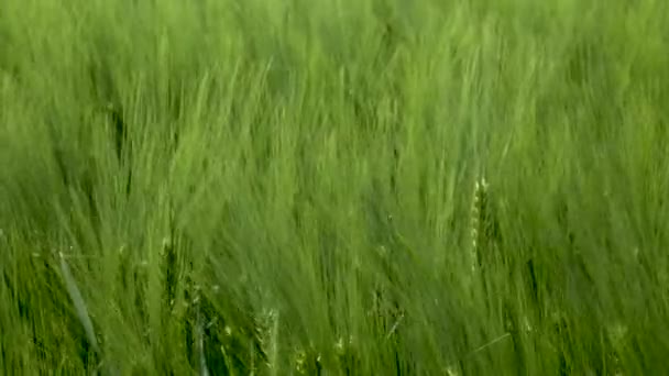 Primo piano Campo di bella segale primaverile e primo piano di grano verde per l'industria verde. erba ondeggia nel vento 4k — Video Stock