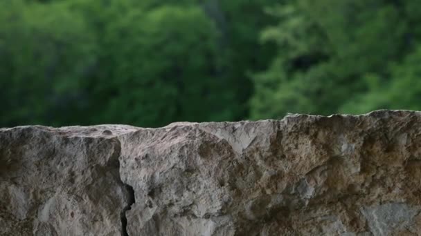 Wild lizard basks in sunshine on stone with green lichen in forest. Close-up — Stock Video