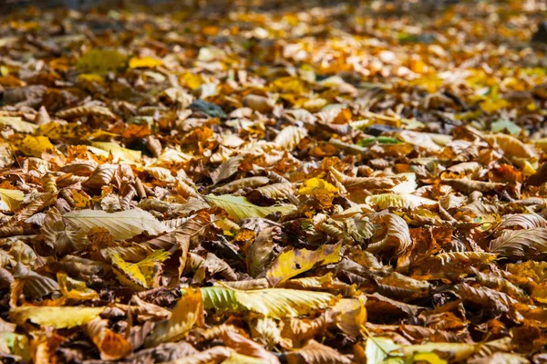 Der abstrakte Hintergrund gelber Herbsteichenblätter liegt zusammengerollt auf dem Boden. Weicher Fokus echter Wald. Lebensraum Laub — Stockfoto