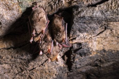 Bazı vahşi yarasalar taş bir mağaranın tavanında asılı bir rüyada. Kuzey Kafkasya 'da küçük yarasalar