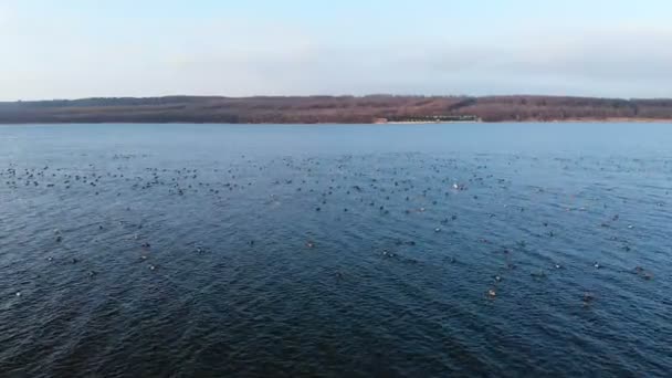 Vue aérienne d'un groupe de colverts nageant paisiblement et décollant dans un grand lac. Les canards sauvages volent in vivo dans la nature
