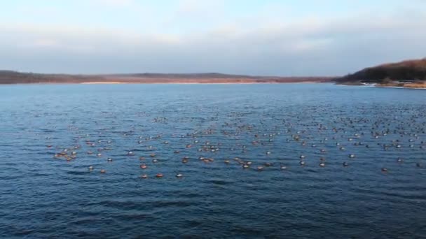 En flygbild av en grupp gräsänder som simmar lugnt i en stor sjö. Vilda ankor in vivo fri natur — Stockvideo