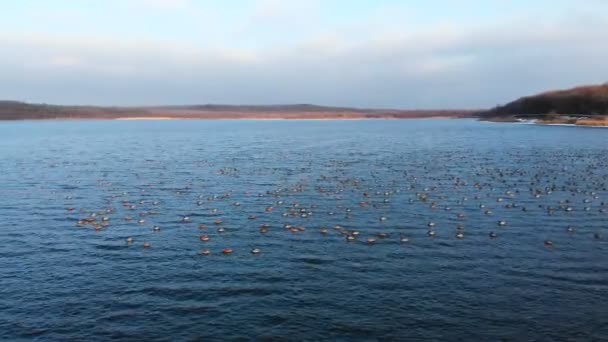 Vue aérienne d'un groupe de colverts nageant paisiblement dans un grand lac. Canards sauvages in vivo nature libre