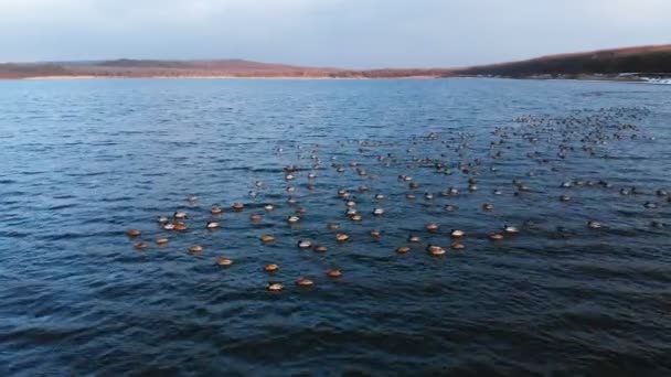 大きな湖で静かに泳いでマガモのアヒルのグループの空中ビュー。野生のアヒルでvivoフリー自然 — ストック動画