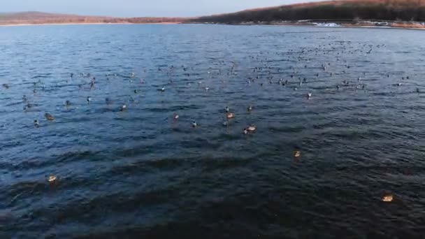 Luftaufnahme einer Gruppe Stockenten, die friedlich in einem großen See schwimmen. Wildenten in vivo freier Natur — Stockvideo