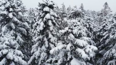 Karmaşık bir ormanın üzerinde süzülen nefes kesici alçak hava manzarası ve karda dalların arasından geçen uzun karlı çam ağaçları. 4k kar yağışı sırasında kış ormanı