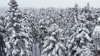 Karmaşık bir ormanın üzerinde süzülen nefes kesici alçak hava manzarası ve karda dalların arasından geçen uzun karlı çam ağaçları. 4k kar yağışı sırasında kış ormanı