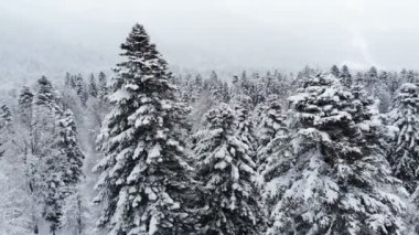 Karmaşık bir ormanın üzerinde süzülen nefes kesici alçak hava manzarası ve karda dalların arasından geçen uzun karlı çam ağaçları. 4k kar yağışı sırasında kış ormanı