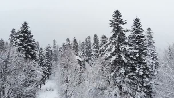 Een adembenemend laag uitzicht over een gemengd bos en hoge besneeuwde dennen langs takken in de sneeuw. Winterbos tijdens sneeuwval 4k — Stockvideo