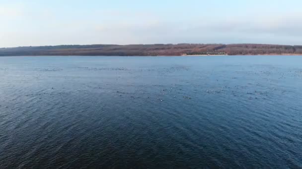 Una vista aérea de un grupo de ánades reales nadando pacíficamente y despegando en un gran lago. Patos salvajes vuelan in vivo en la naturaleza — Vídeos de Stock