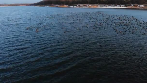 Vue aérienne d'un groupe de colverts nageant paisiblement dans un grand lac. Canards sauvages in vivo nature libre
