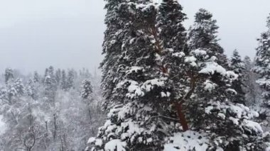 Karmaşık bir ormanın üzerinde süzülen nefes kesici alçak hava manzarası ve karda dalların arasından geçen uzun karlı çam ağaçları. 4k kar yağışı sırasında kış ormanı